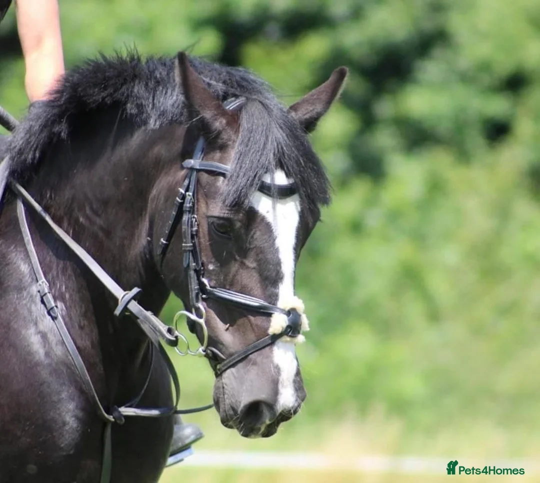 Welsh Section C horses for sale: Emily - Pony Club Princess in Newbury - Advert 1