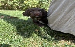Cocker Spaniel dogs for sale: 🏆 KC Reg Working Cocker Spaniels – FTCH Line 🐾 - Image 13
