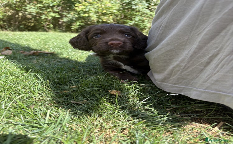 Cocker Spaniel dogs - Advert 1