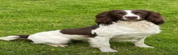 English Springer Spaniel dogs for sale: English springer spaniel puppies  in Kelty - Advert 3