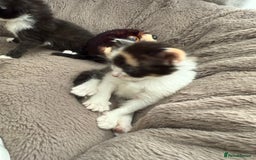 Mixed Breed cats for sale: Half Sphynx  - Image 6