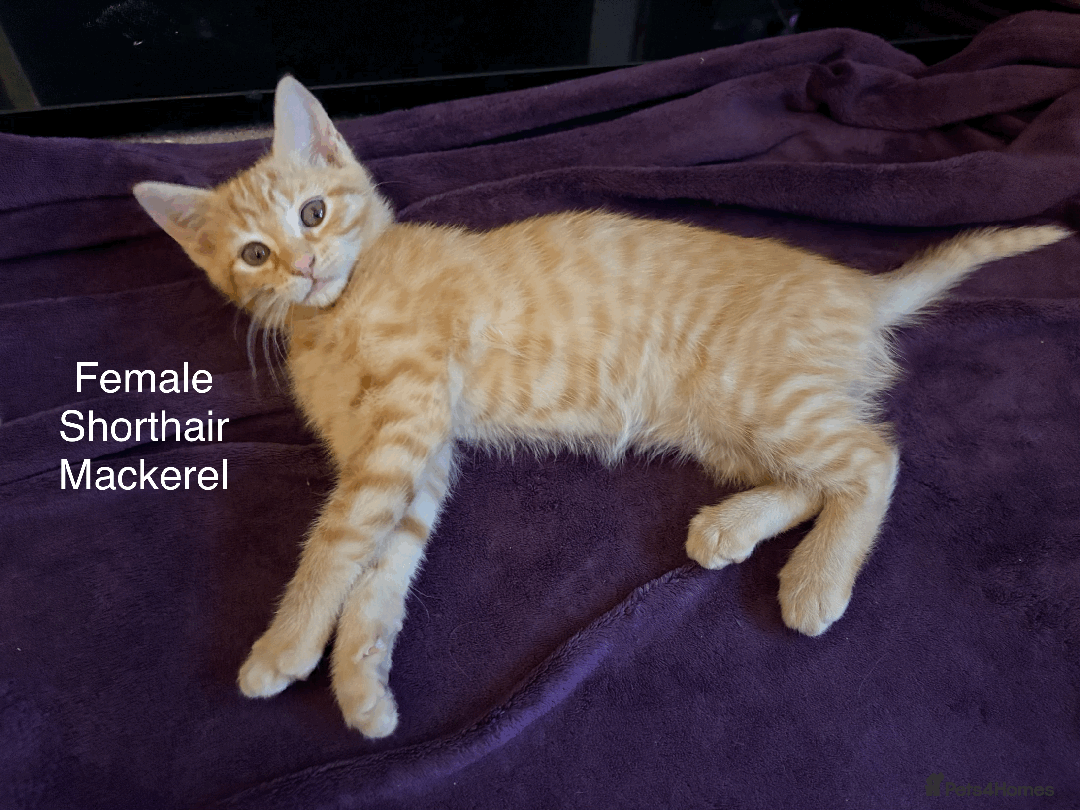 Mixed Breed cats for sale: Seven gingers, bundles of joy! - Advert 16