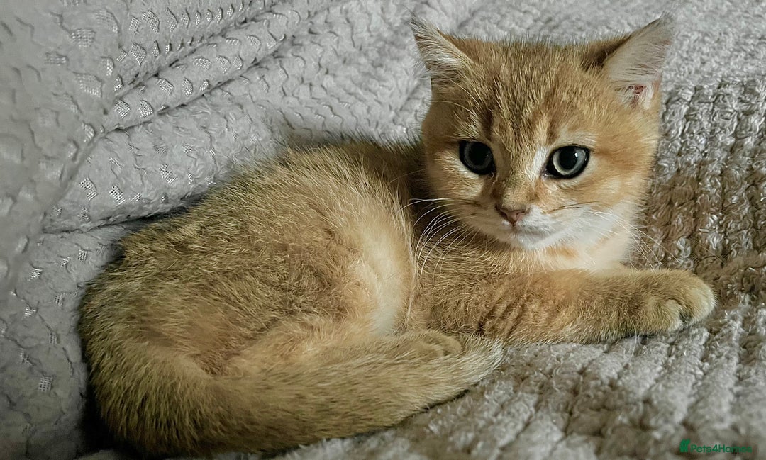 British Shorthair cats for sale: Last stunning golden male  - Image 3