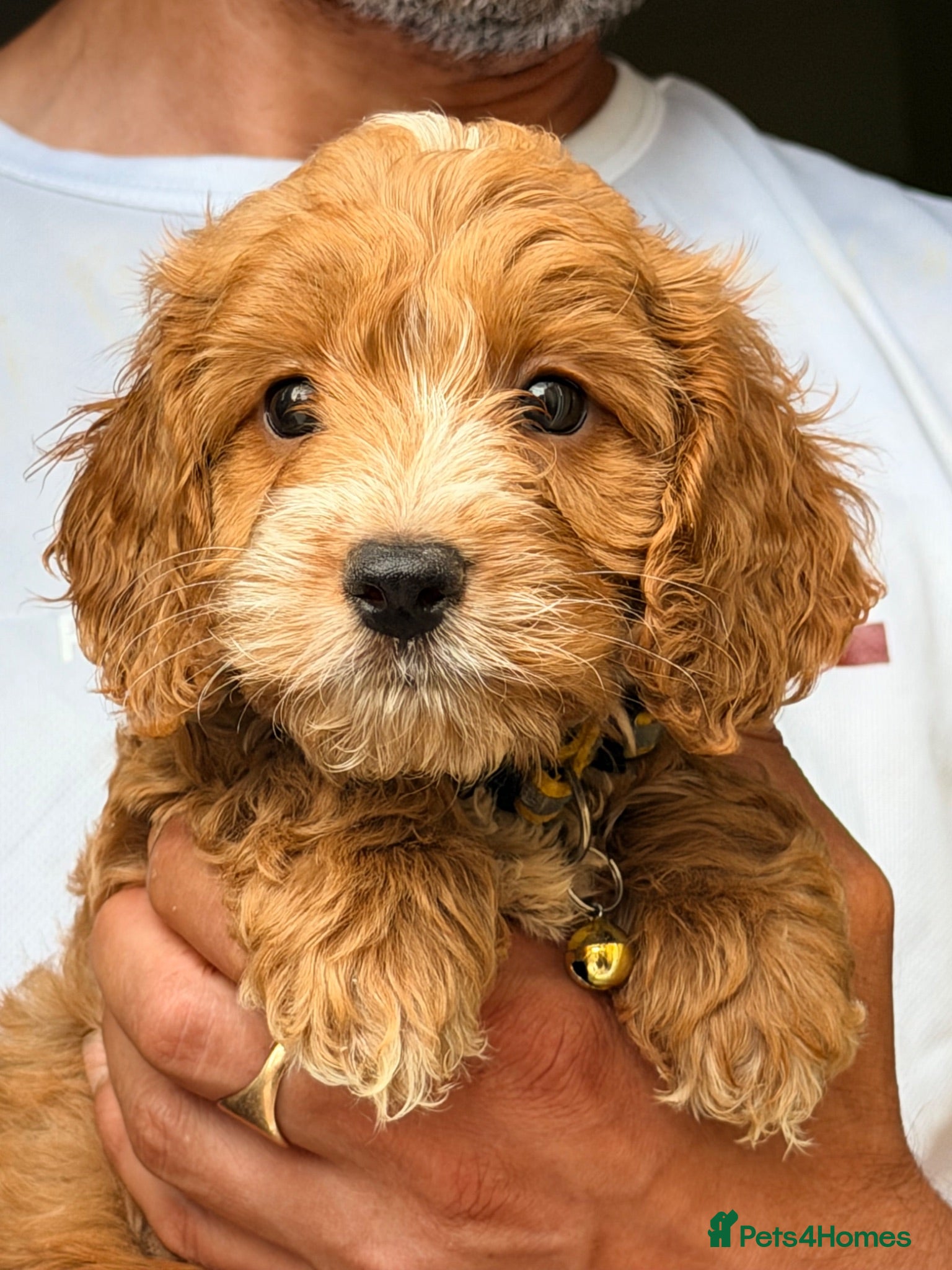 Cockapoo dogs F1 Cockapoo Pups Ready to go if you are Ready  - Advert 1