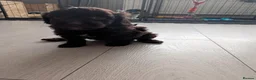 Cockapoo dogs for sale: Cockapoo Puppies in Ardrossan - Advert 6