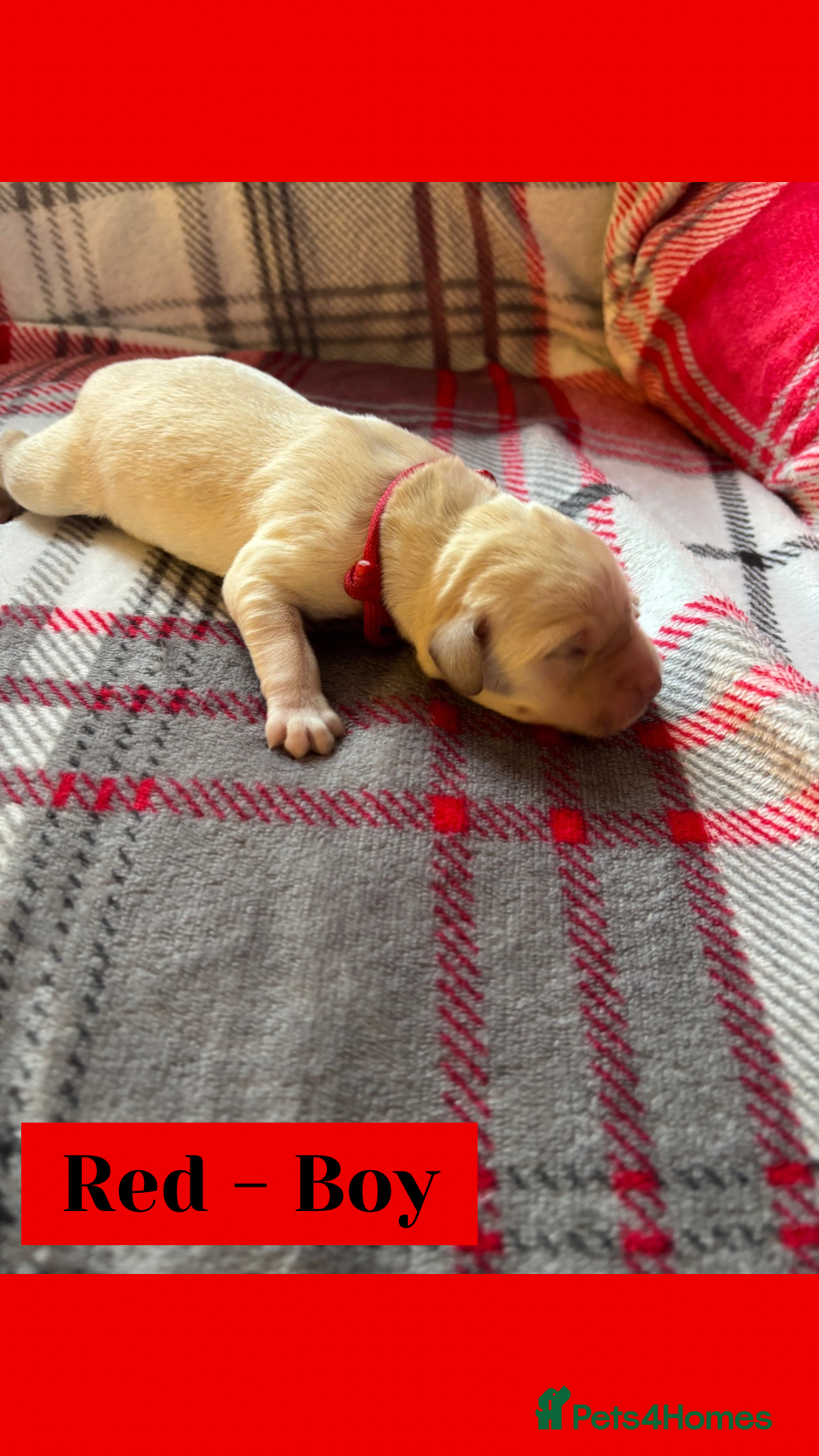 Goldador dogs for sale: Goldador puppies - Image 4