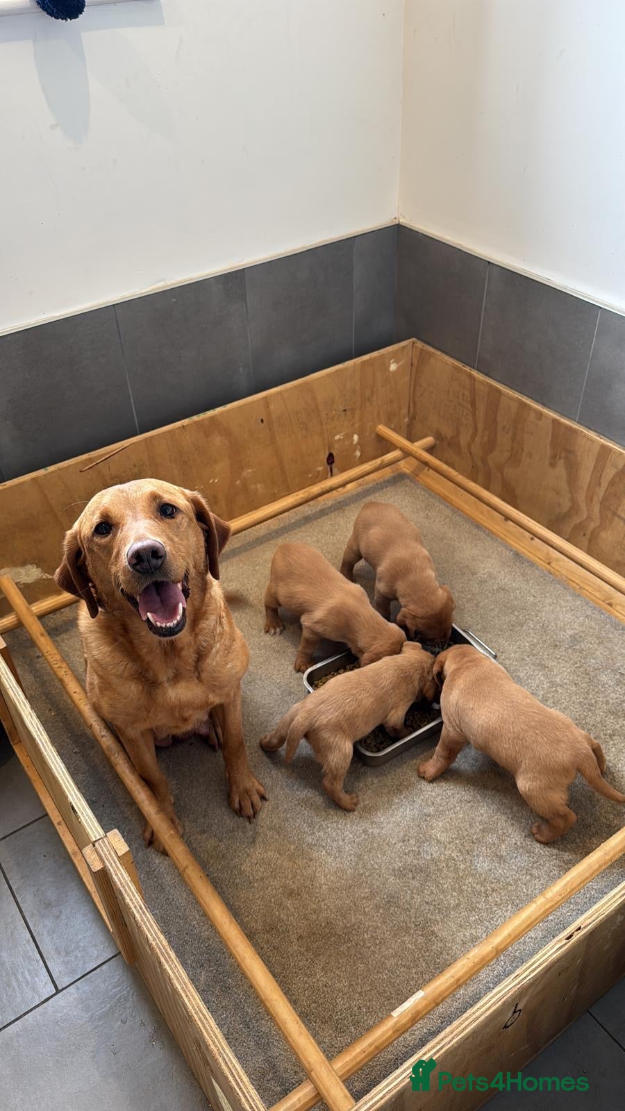 Labrador Retriever dogs Fox Red Labrador’s  - Advert 1