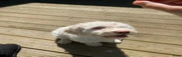 Lagotto Romagnolo dogs for sale: Reduced Lagotto Vet Checked/Chipped/Vaccinated   - Advert 8