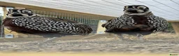 Quail poultry for sale: Mearns quail eggs for sale  - Advert 3