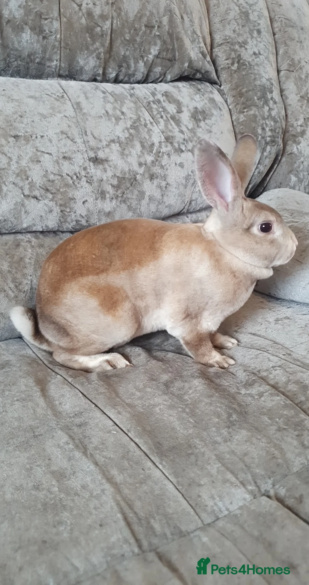 Rex rabbits for sale: Gorgeous mini rex babies  - Advert 1