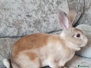 Rex rabbits Gorgeous mini rex babies - Advert 8