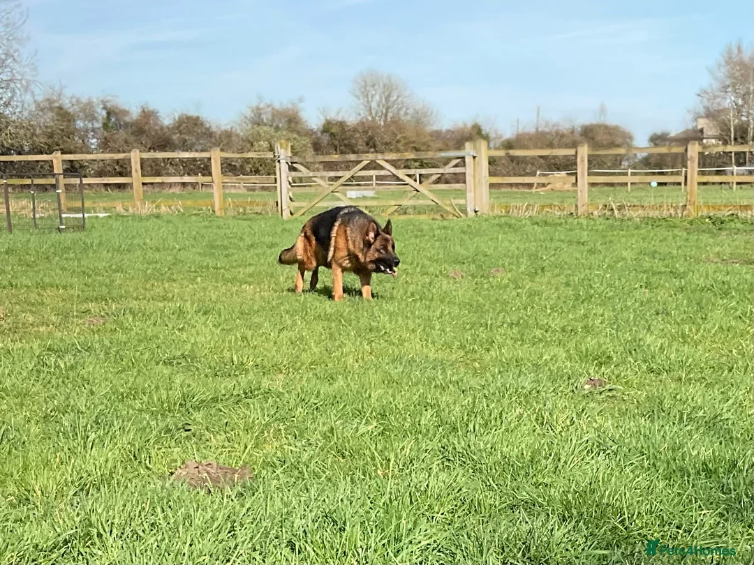 German Shepherd dogs for sale: Retired Bitch Looking For Loving Home - Advert 1