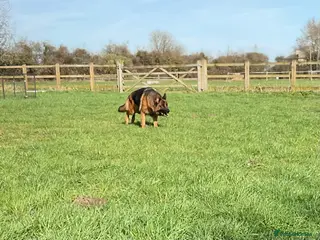 German Shepherd dogs Retired Bitch Looking For Loving Home - Advert 3