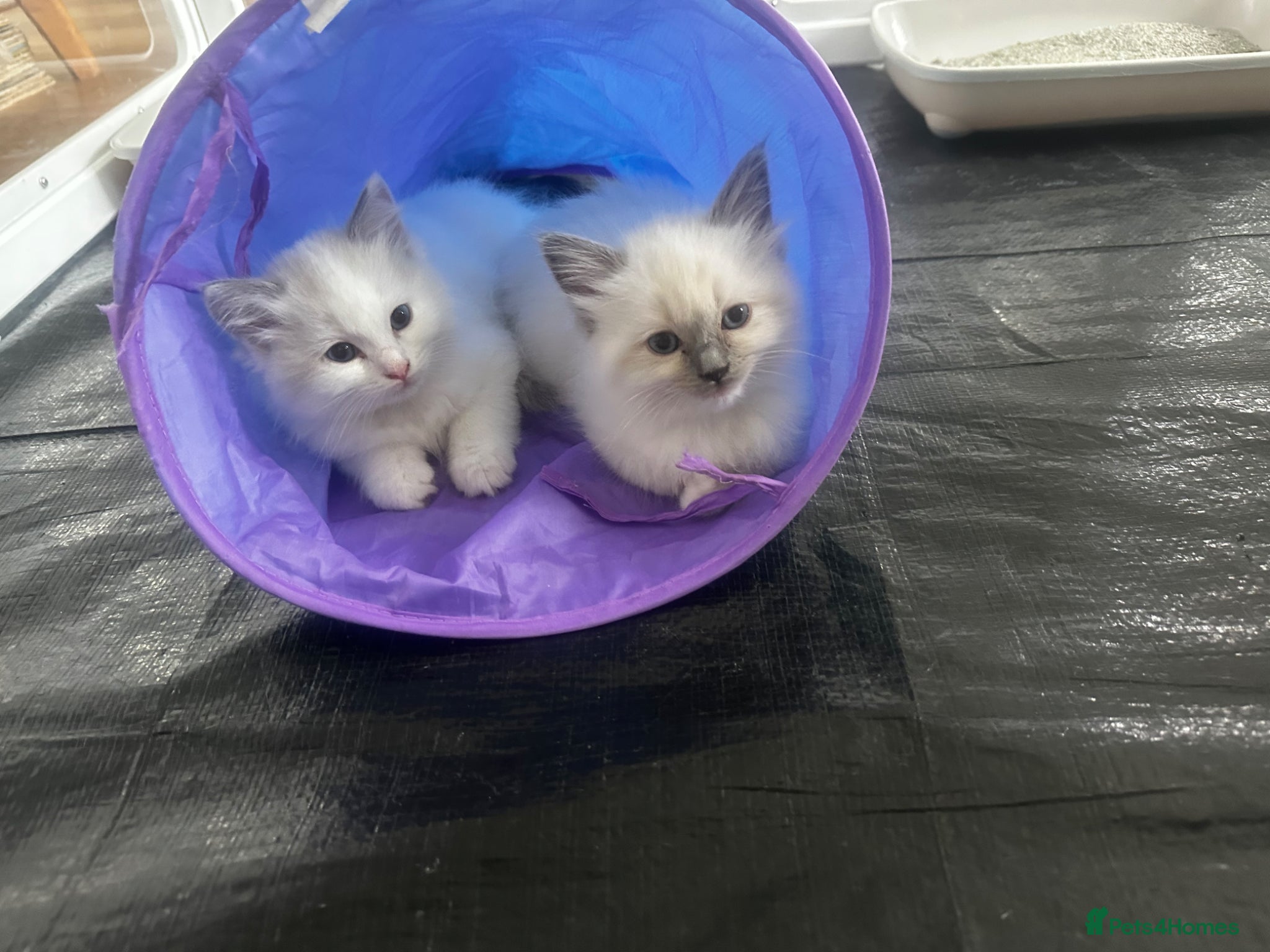 Ragdoll cats Beautiful Ragdoll Kittens ready for their new home - Advert 7