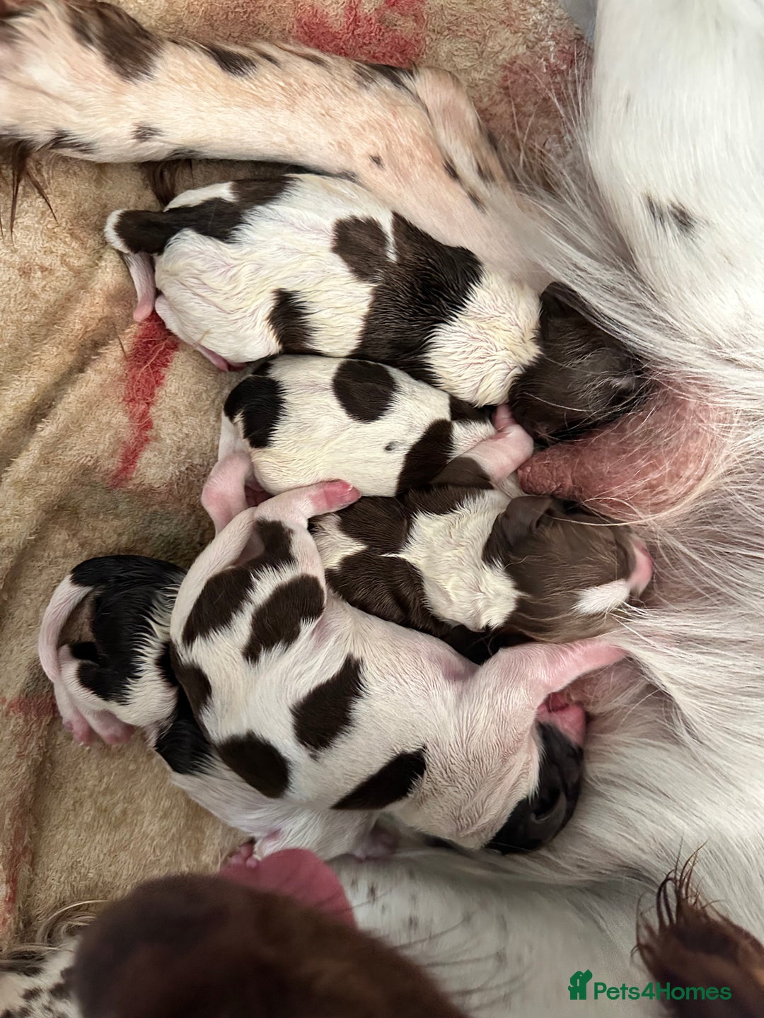 English Springer Spaniel dogs for sale: Fantastic ESS litter from two amazing dogs.  - Image 3