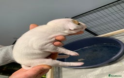 Staffordshire Bull Terrier dogs for sale: Staffordshire Bull terrier Puppies  - Image 7