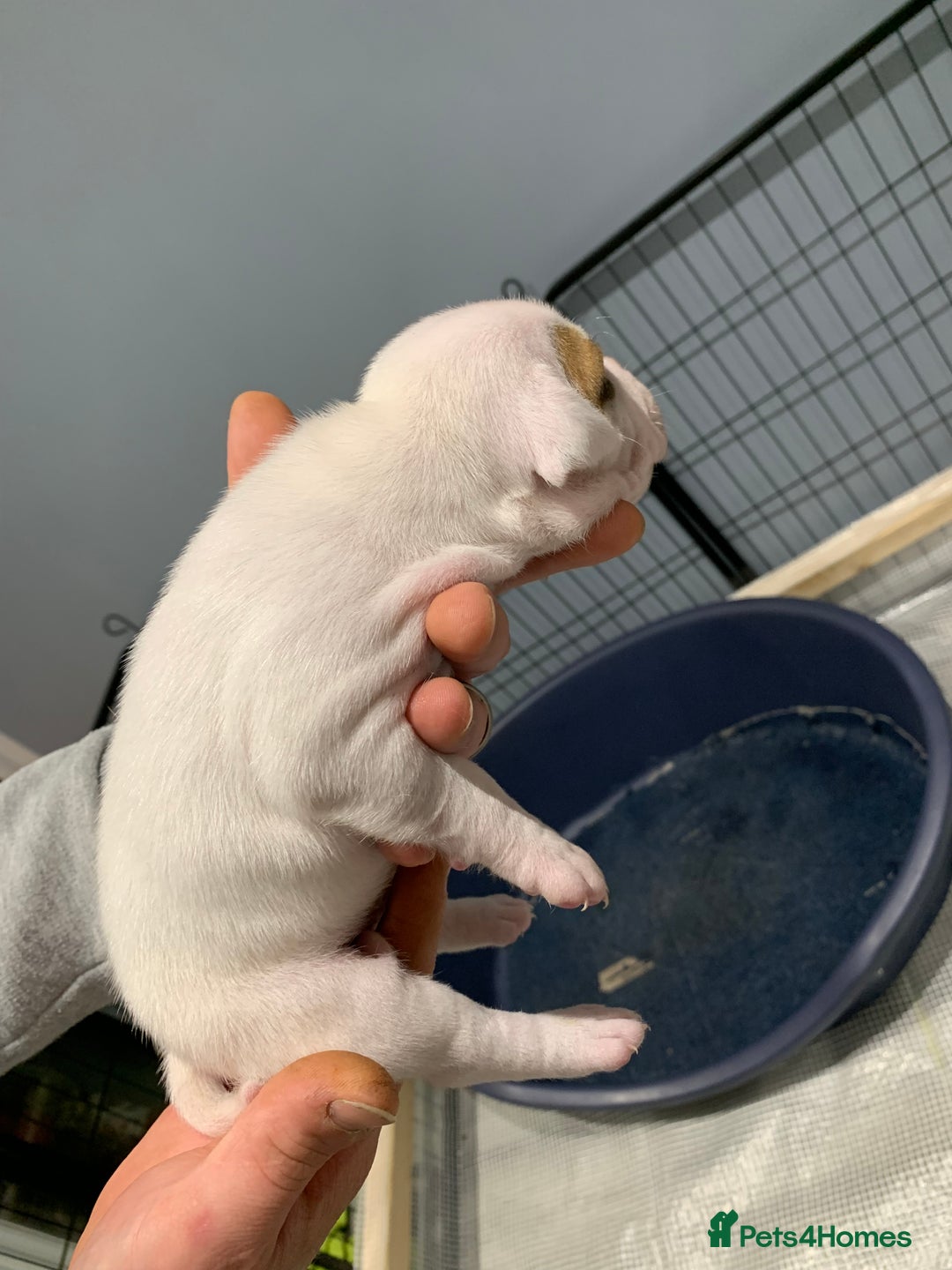 Staffordshire Bull Terrier dogs for sale: Staffordshire Bull terrier Puppies  - Image 7