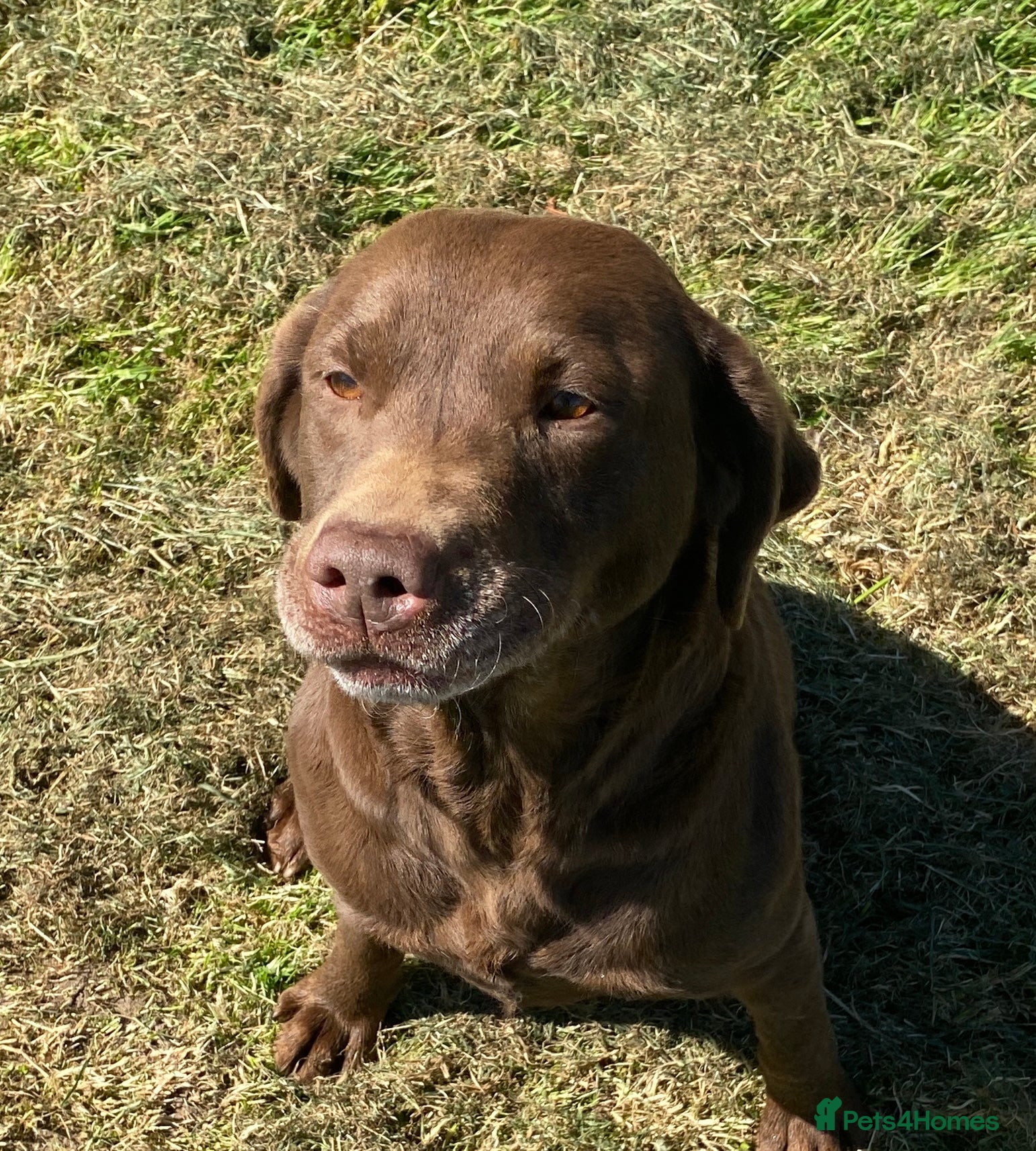 Labrador Retriever dogs Chocolate Labrador  - Advert 2