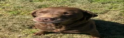 Labrador Retriever dogs for sale: Chocolate kc registered Labrador Fucge - Advert 1