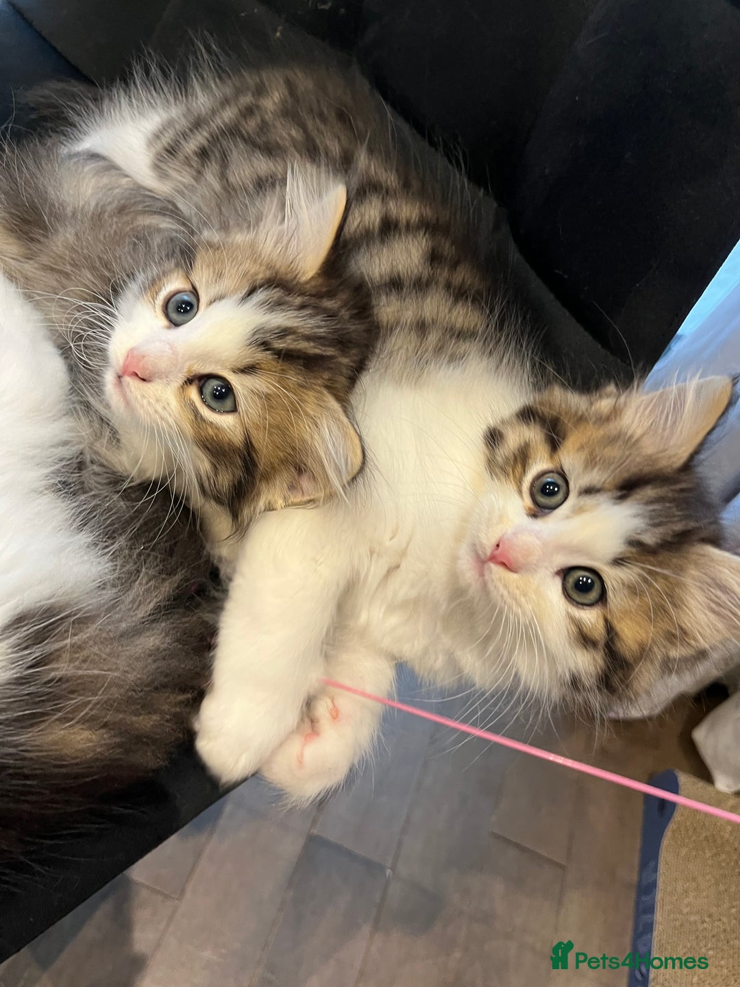 Siberian cats for sale: Stunning Siberian kittens 🐱  - Advert 4