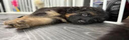 German Shepherd dogs for sale: Huge top quality 4th generation KC puppies - Advert 24
