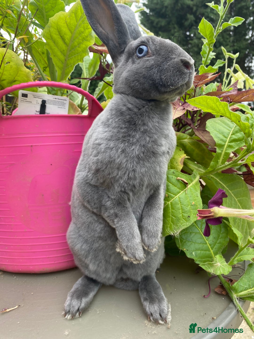 Rex rabbits for sale: Mini Rex -Tricolour Buck and VM Blue Doe - Advert 7