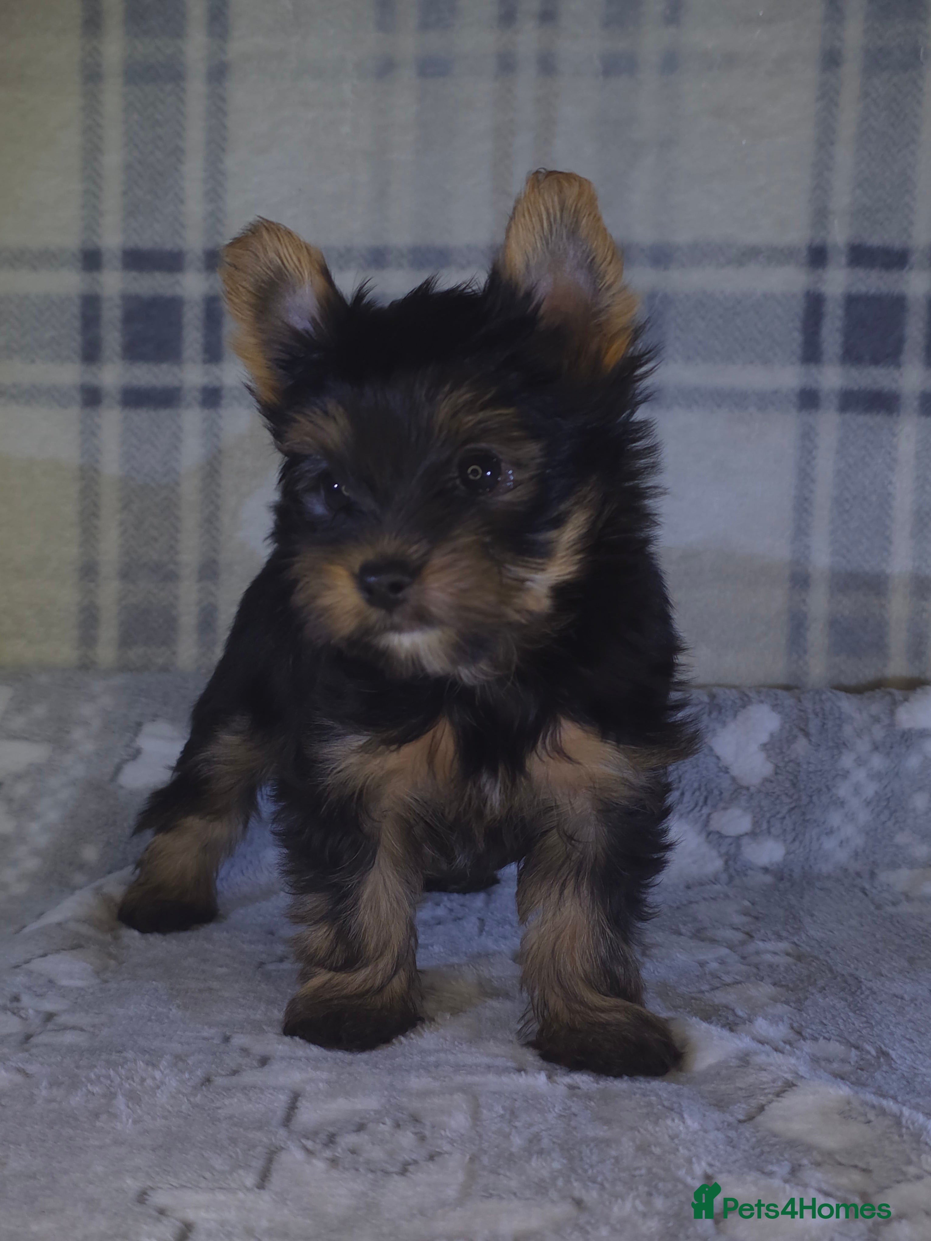 Yorkshire Terrier dogs For sale Tiny Yorkshire Terrier READY 09.01.2026 - Advert 1