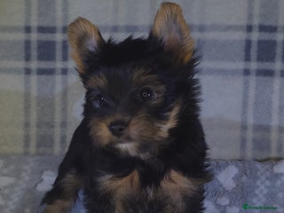 Yorkshire Terrier dogs For sale Tiny Yorkshire Terrier READY 09.01.2026 - Advert 1