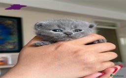 British Shorthair cats for sale: British shorthair blue kitten - Image 5