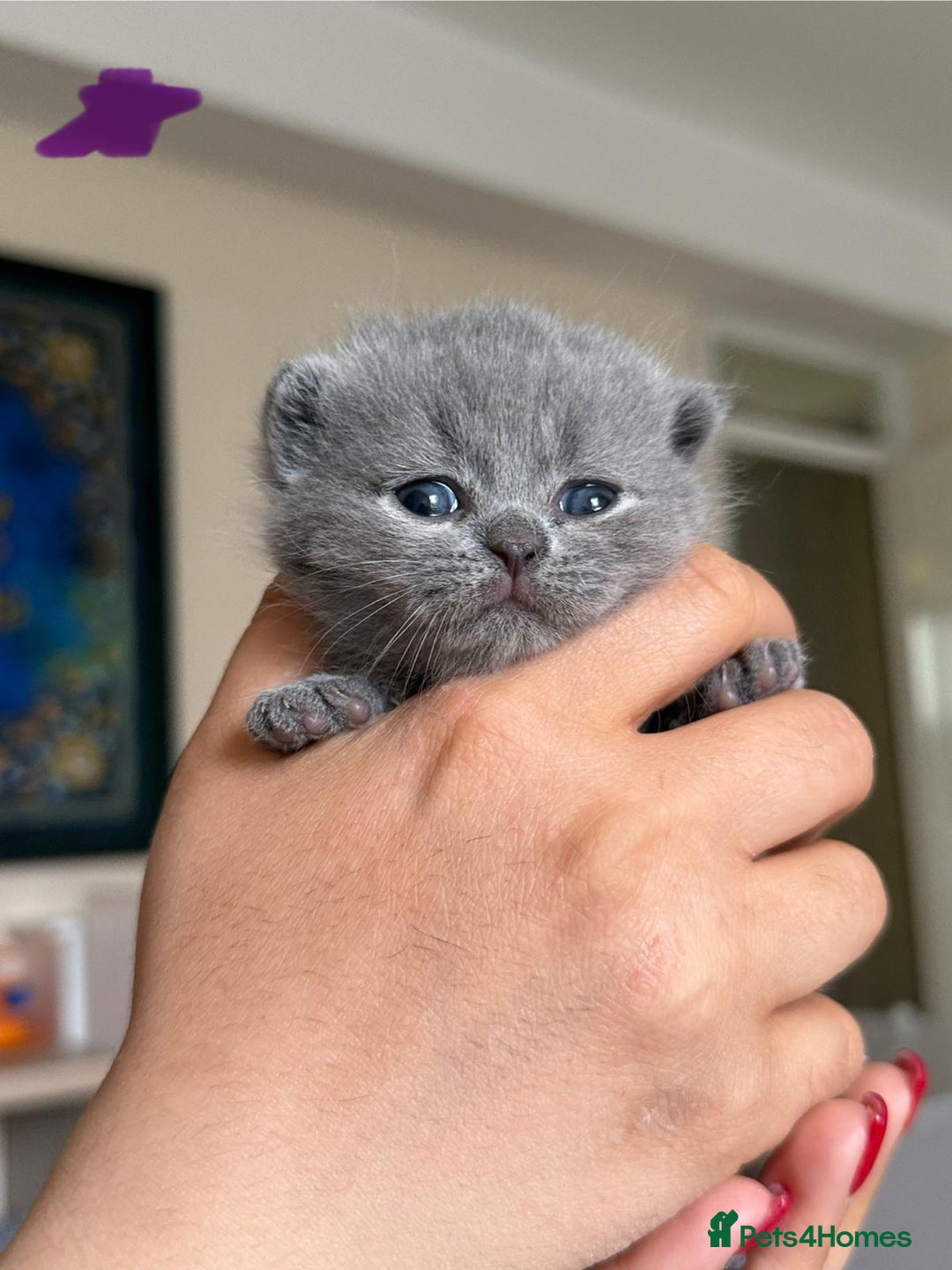 British Shorthair cats for sale: British shorthair blue kitten - Image 5