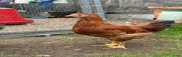 Chickens poultry for sale: friendly cockerels  - Advert 5