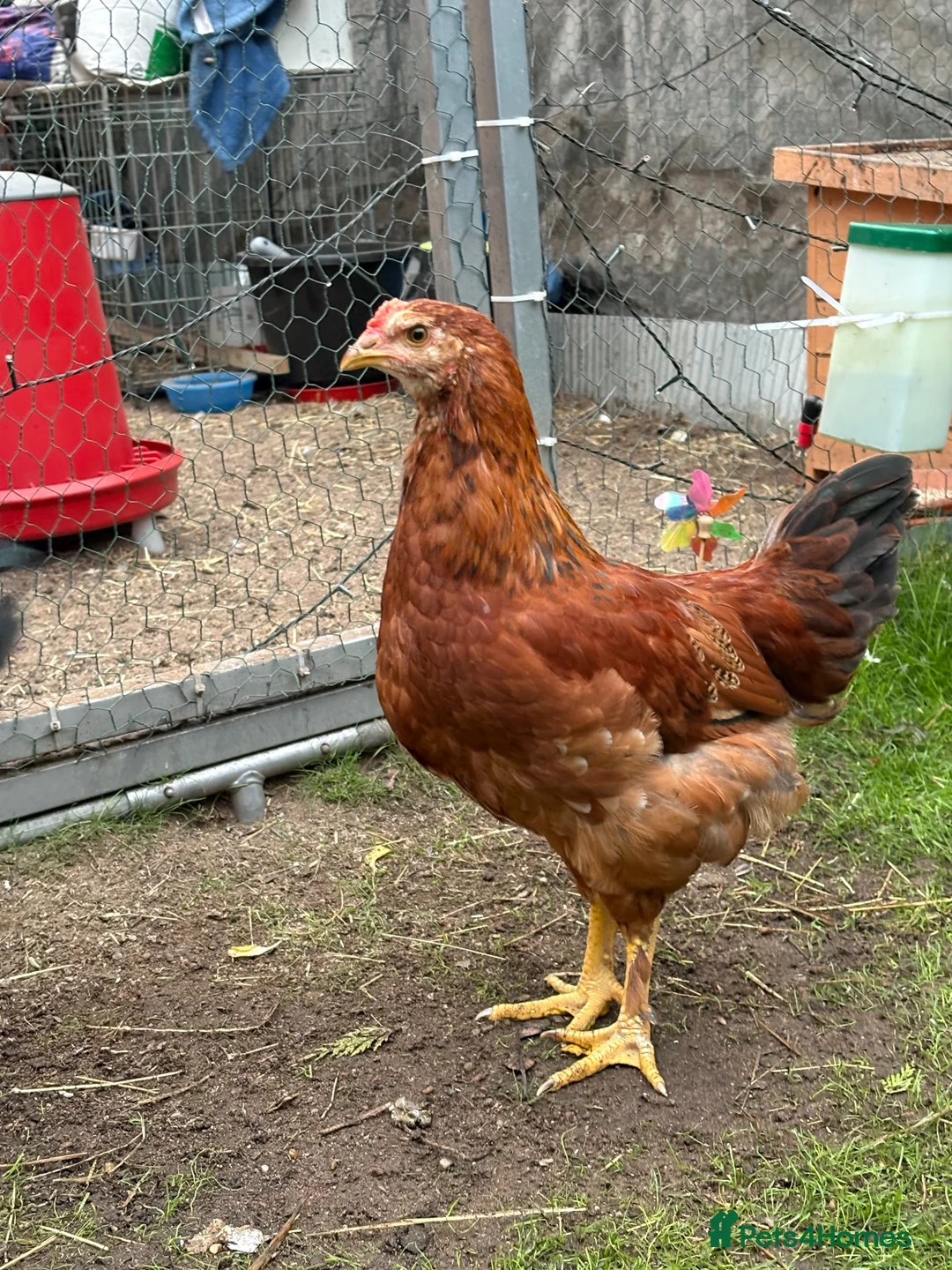 Chickens poultry for sale: friendly cockerels  - Advert 5
