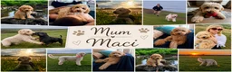 Australian Labradoodle dogs for sale: Multigenerational Australian Labradoodle  in Leicester - Advert 3