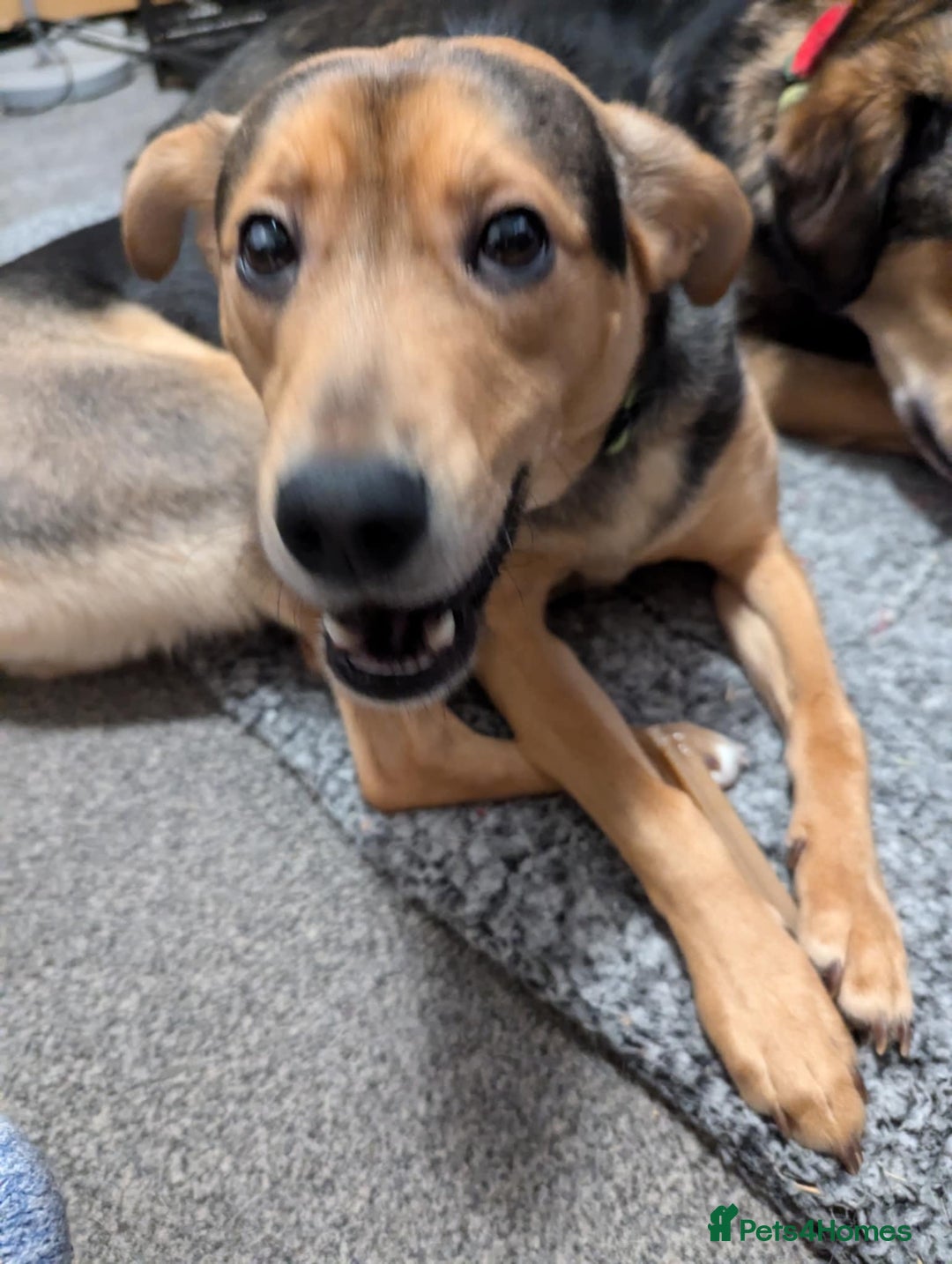 Mixed Breed dogs for adoption: Have you got the dedication to save this soul ? - Image 11