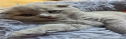 British Longhair cats for sale: Kittens lilack, blue fluffy boys, Scottish fold  - Advert 7