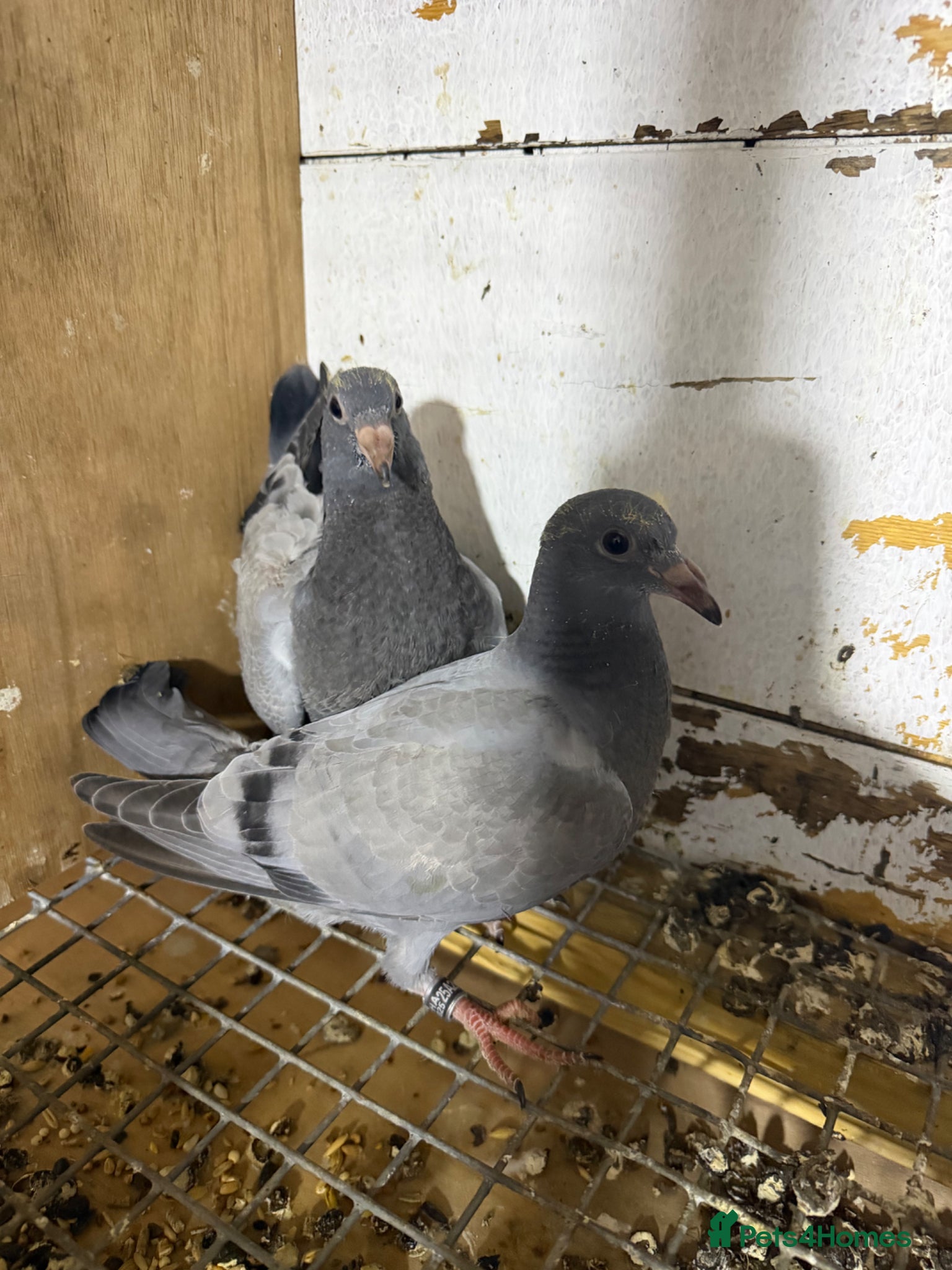 Pigeons birds for sale: Racing pigeons  - Advert 5