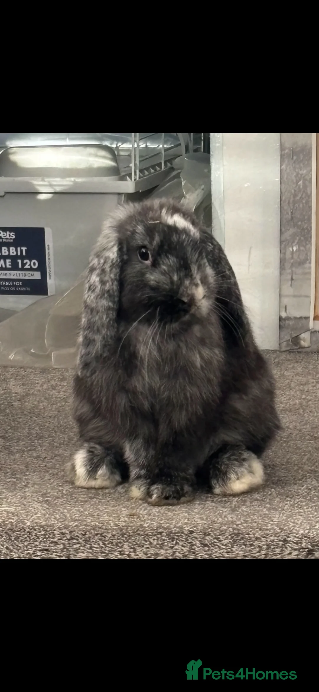 Mini Lop rabbits for sale: Mini Lop for rehome - Advert 5