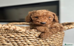 Miniature Poodle dogs for sale: 🐾 Beautiful KC 🦊 Red Miniature Poodle Puppies 🐾 - Image 19