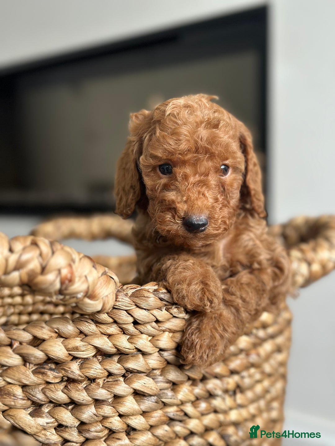 Miniature Poodle dogs for sale: 🐾 Beautiful KC 🦊 Red Miniature Poodle Puppies 🐾 - Image 19