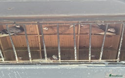Pigeons birds for sale: Wolverhampton tumblers  - Image 1