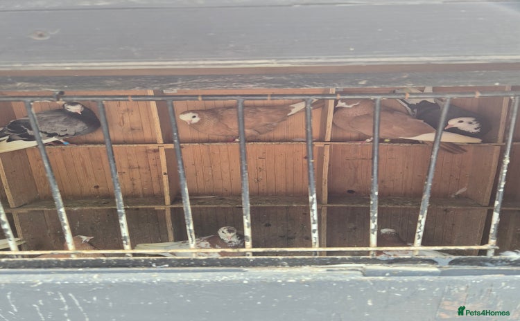 Pigeons birds - Advert 1