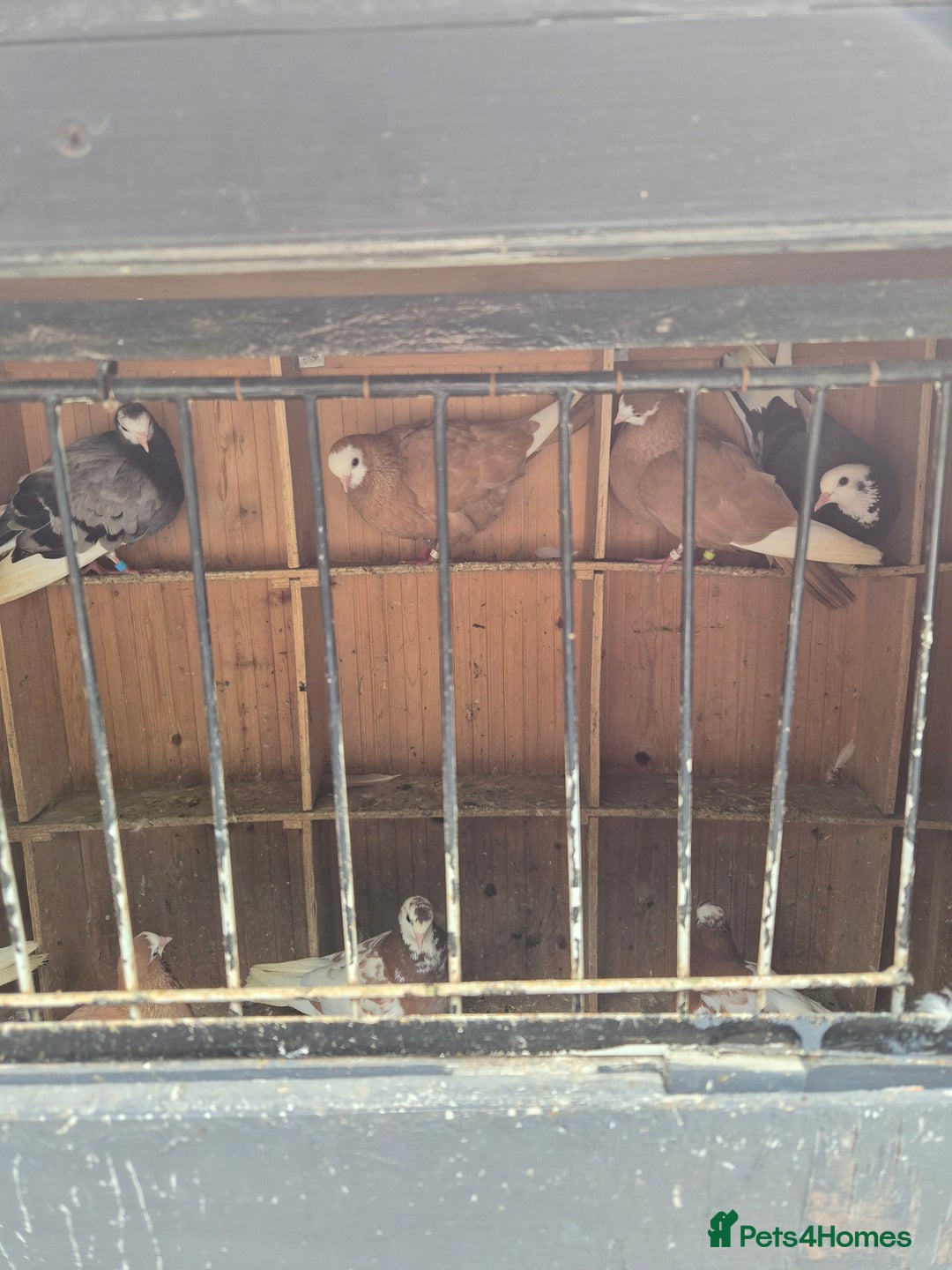 Pigeons birds for sale: Wolverhampton tumblers  - Image 1