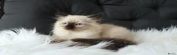 Ragdoll cats for sale: Gorgeous Ragdoll Babies - Advert 6