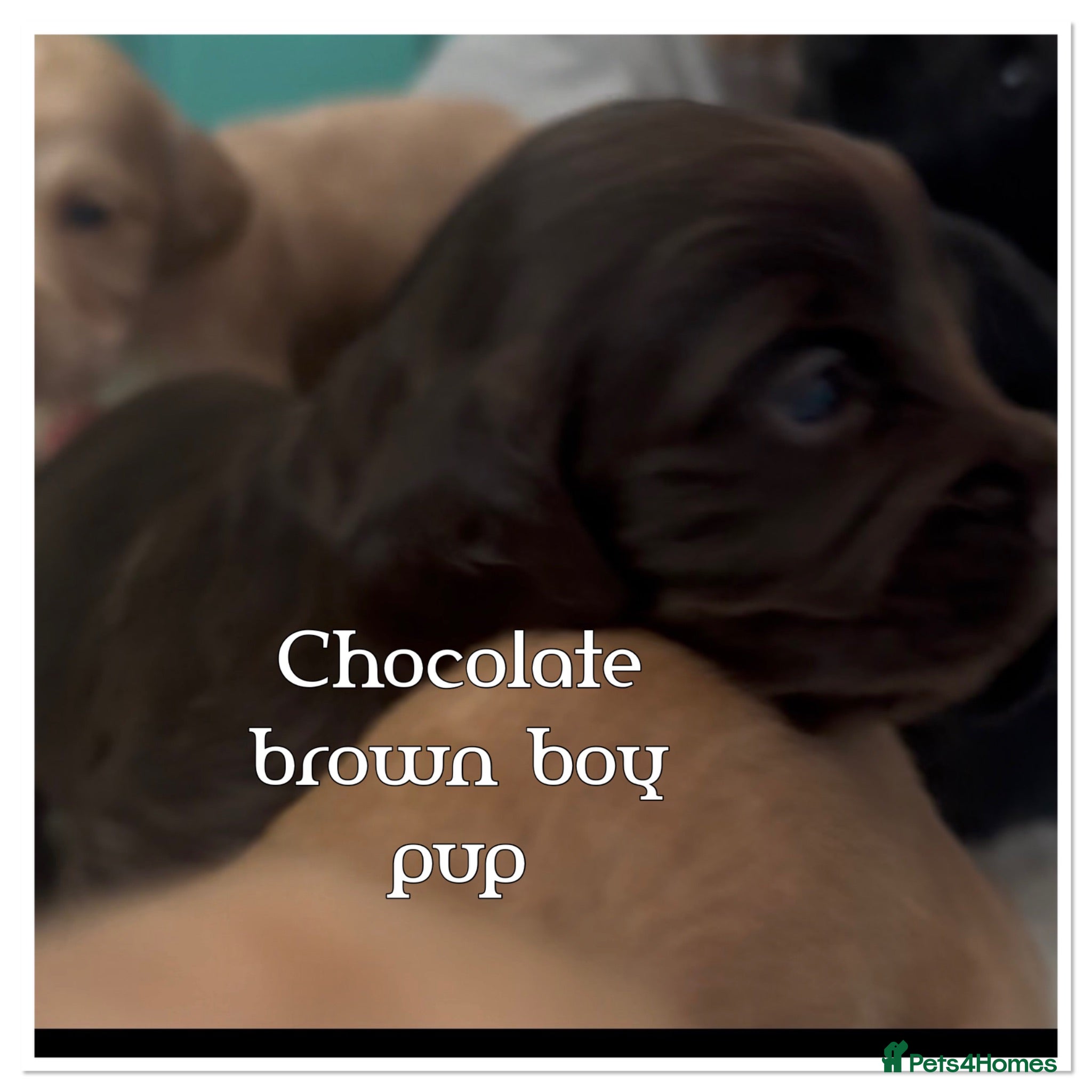 Cocker Spaniel dogs beautiful litter of chunky show cockerspaniel pups - Advert 2