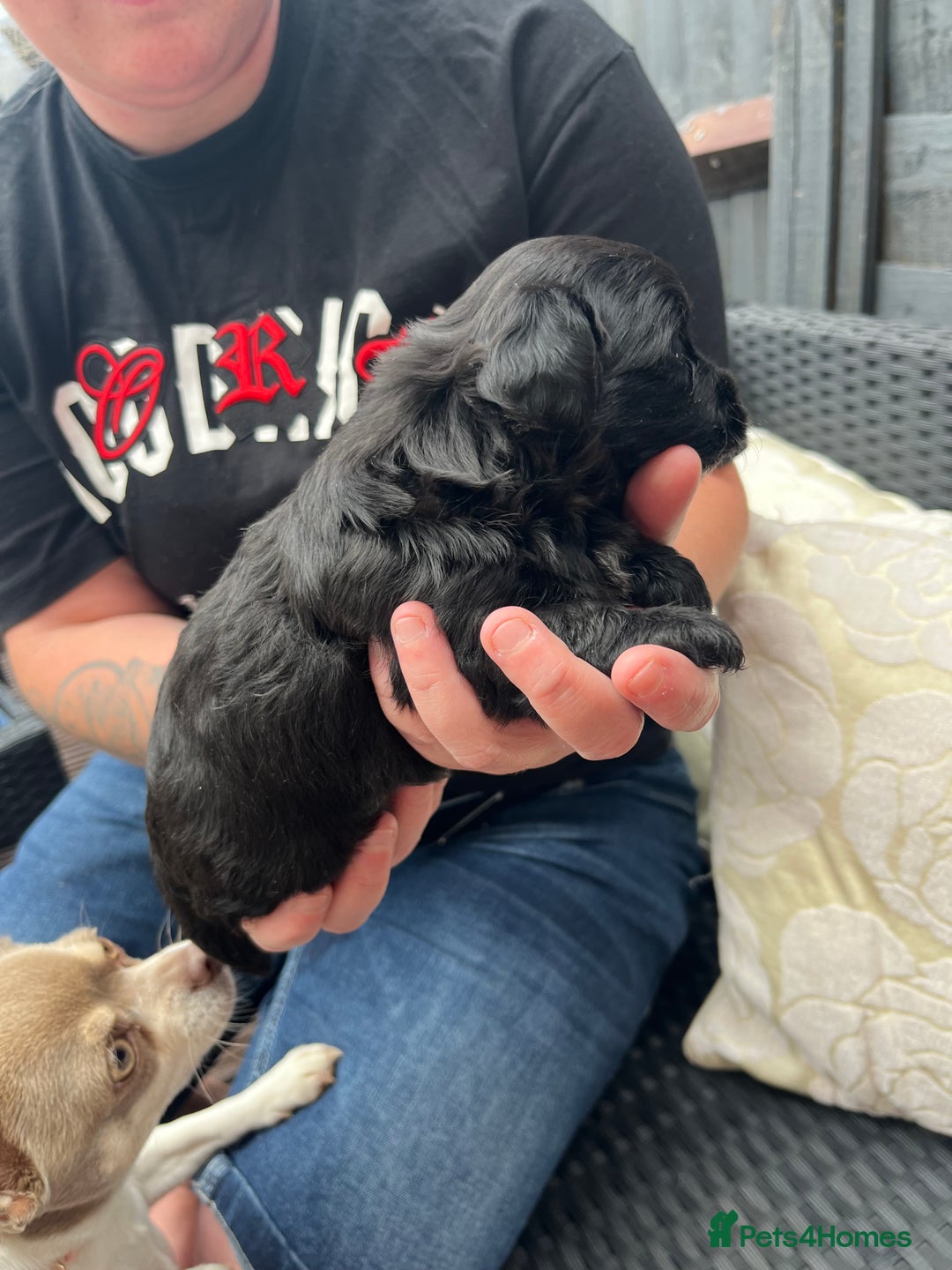 Shihpoo dogs for sale: Shihpoo - Image 7