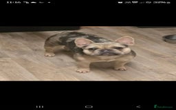 French Bulldog dogs for sale: 2 girls age 2 to be rehomed - Advert 2