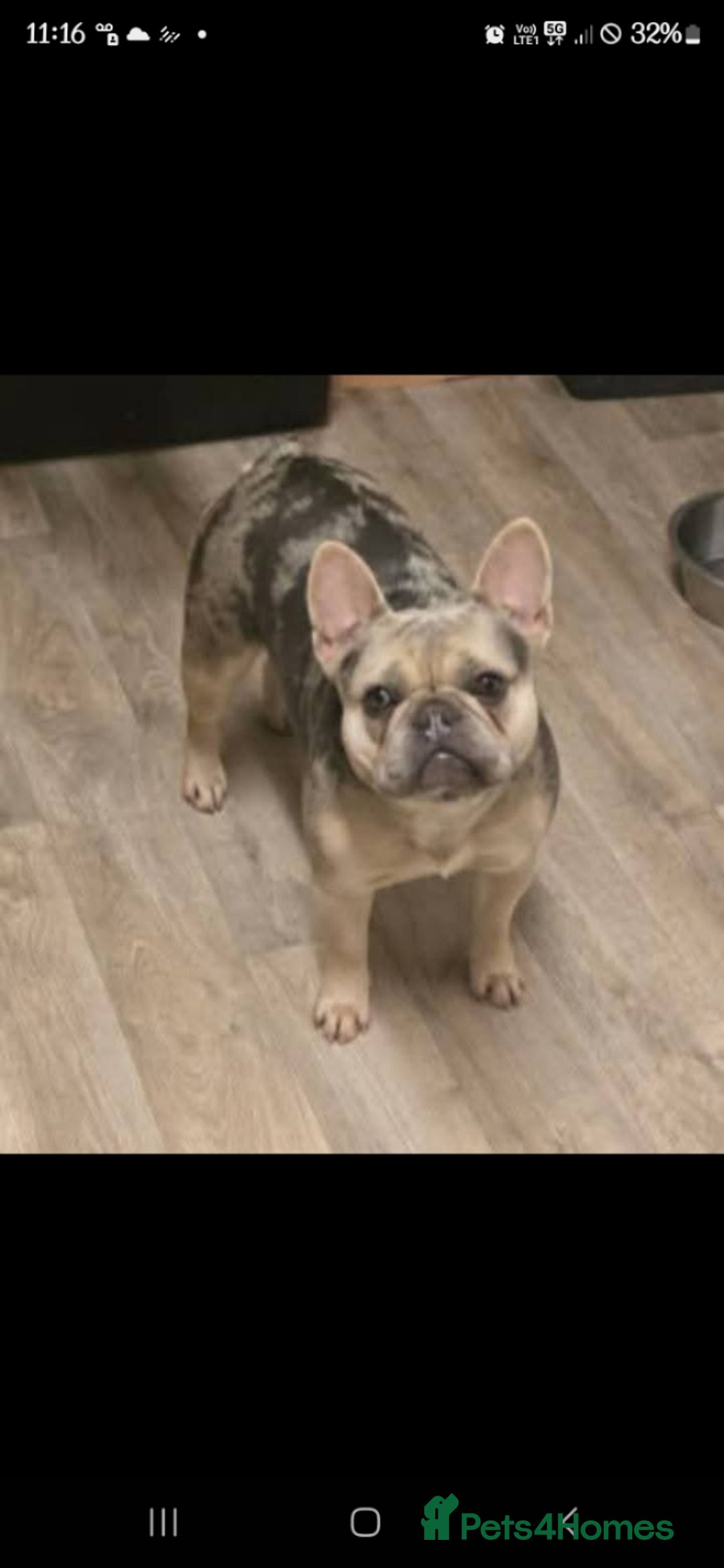 French Bulldog dogs for sale: 2 girls age 2 to be rehomed - Advert 2