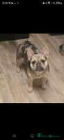 French Bulldog dogs 2 girls age 2 to be rehomed - Advert 2