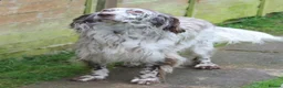 English Setter dogs for adoption: Alfie - Advert 3