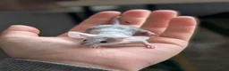 Mouse rodents for sale: Male and female fancy mice  - Advert 1